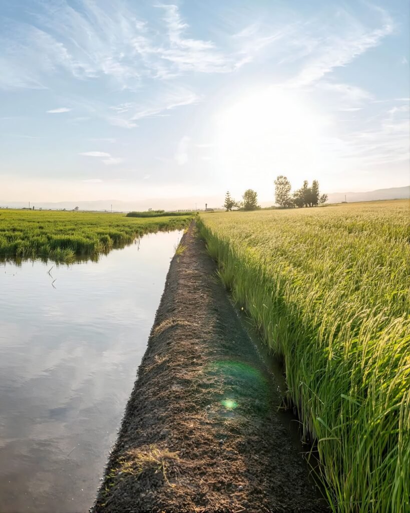 Arroz gourmet Delta del Ebro: Cómo se hace, por qué es único y dónde comprarlo