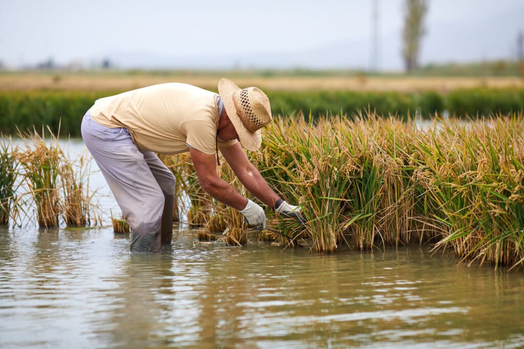 rice-ebro-delta